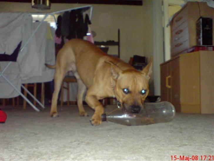 Amerikansk staffordshire terrier Tajs - Jeg ER altså farlig... Bare spør flasken c",) billede 17