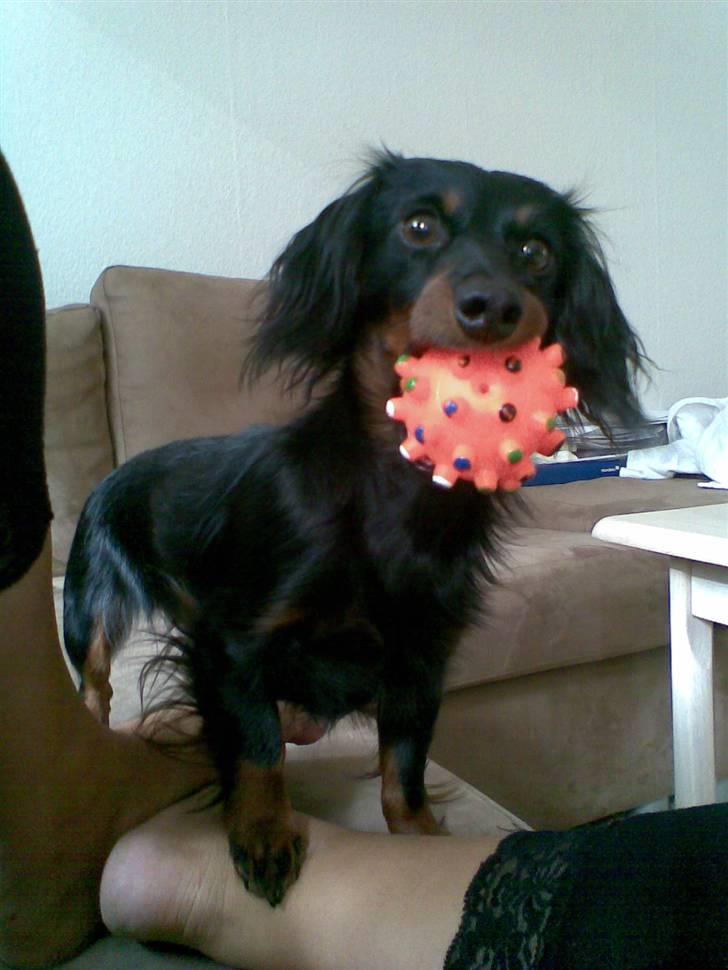 Miniature gravhund Alfred - en dejlig tur på stranden billede 2