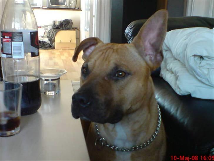 Amerikansk staffordshire terrier Tajs - Var der nogen som sagde flyveøre...? c",) billede 18