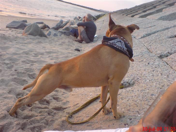 Amerikansk staffordshire terrier Tajs - Sku man lige ta en dukkert...? c",) billede 19