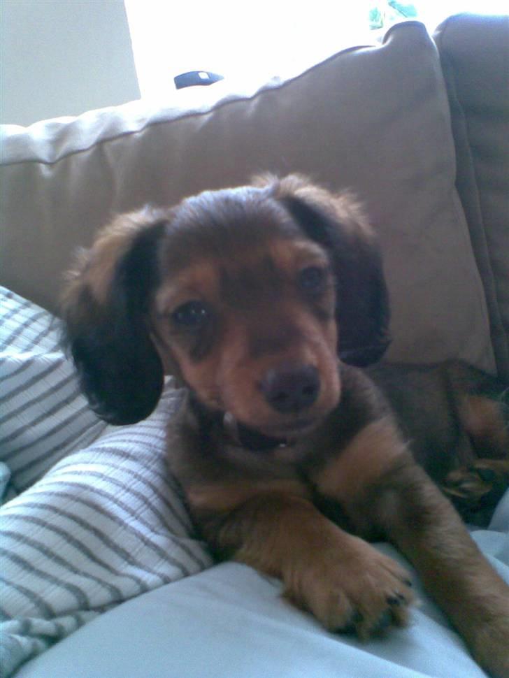 Miniature gravhund Mollie - Hej jeg hedder molly.. Velkommen til min profil billede 1