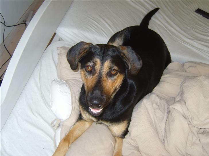 Blanding af racer Thilde billede 9