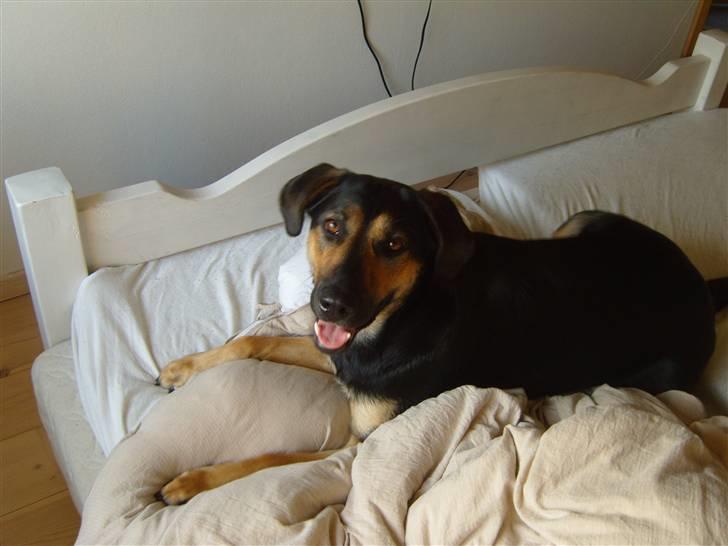 Blanding af racer Thilde billede 10