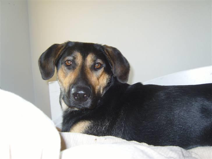 Blanding af racer Thilde billede 11