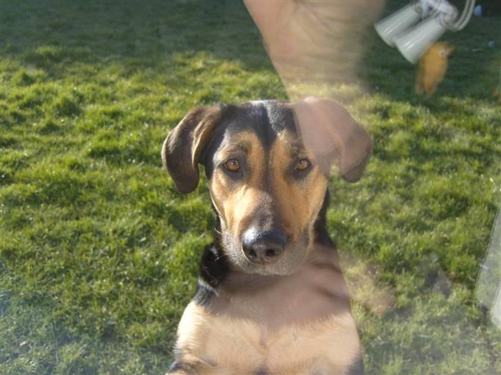 Blanding af racer Thilde billede 13