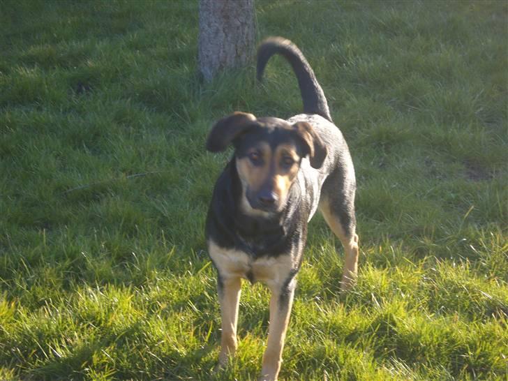 Blanding af racer Thilde billede 14