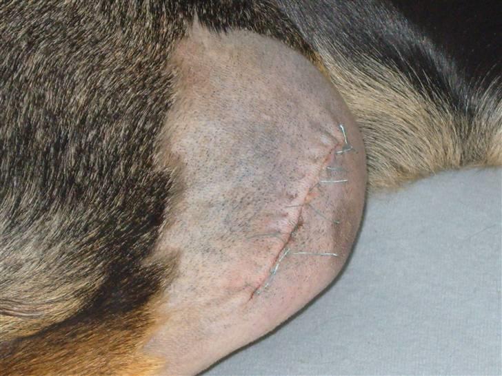 Blanding af racer Thilde billede 15