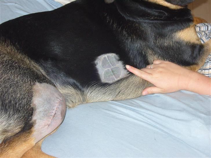 Blanding af racer Thilde billede 16