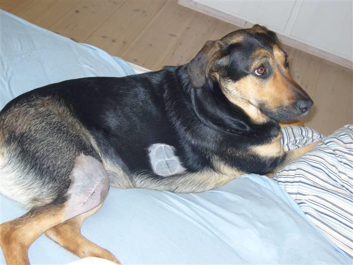 Blanding af racer Thilde billede 17