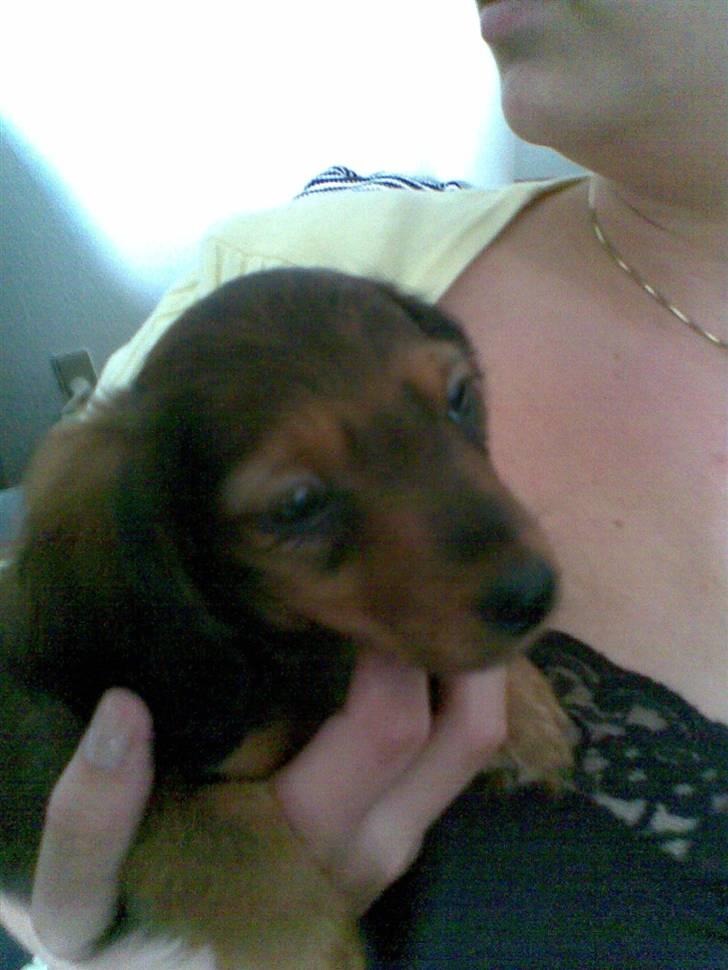 Miniature gravhund Mollie billede 2