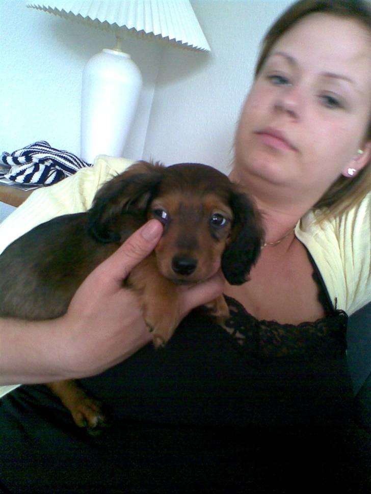 Miniature gravhund Mollie - den første ag vi fik molly billede 3