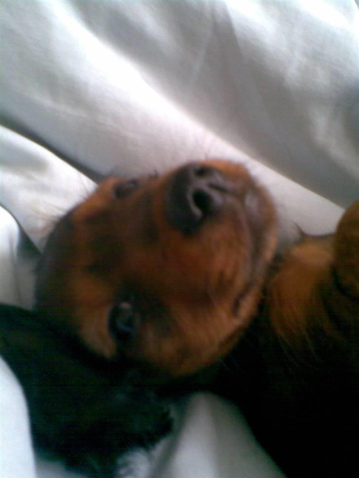 Miniature gravhund Mollie - er jeg ikke dejlig billede 4