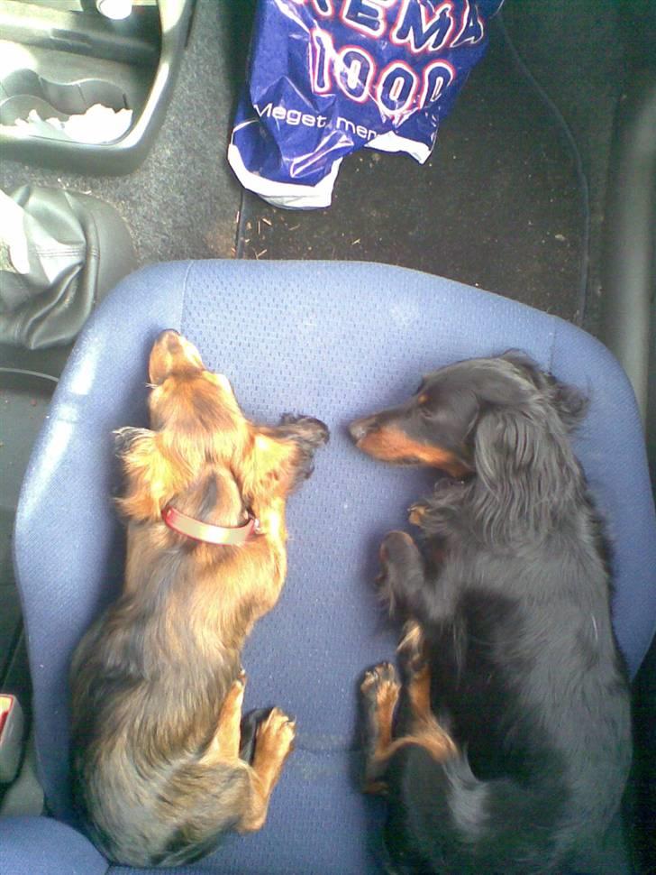 Miniature gravhund Mollie - vi elsker at køre bil... billede 6