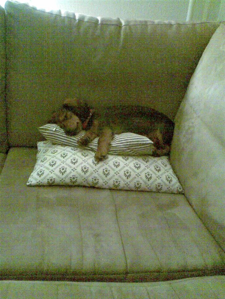 Miniature gravhund Mollie - ZZZZZzzz............ billede 7