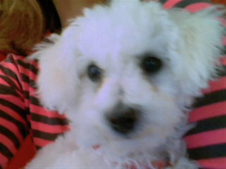 Bichon à poil frisé Oline(tinghøjs francisca) - Er mine perle øjne ikke søde? billede 15