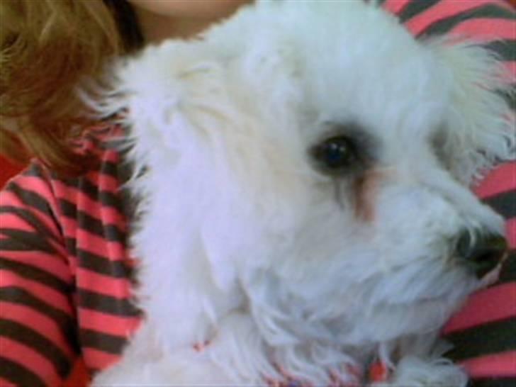 Bichon à poil frisé Oline(tinghøjs francisca) - fra siden er man også sød. billede 16