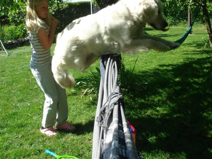Golden retriever Mille - Her springer jeg 80 eller 90 cm. foto Celine billede 16