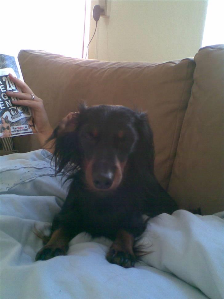 Miniature gravhund Alfred - jeg er så træt mor billede 3