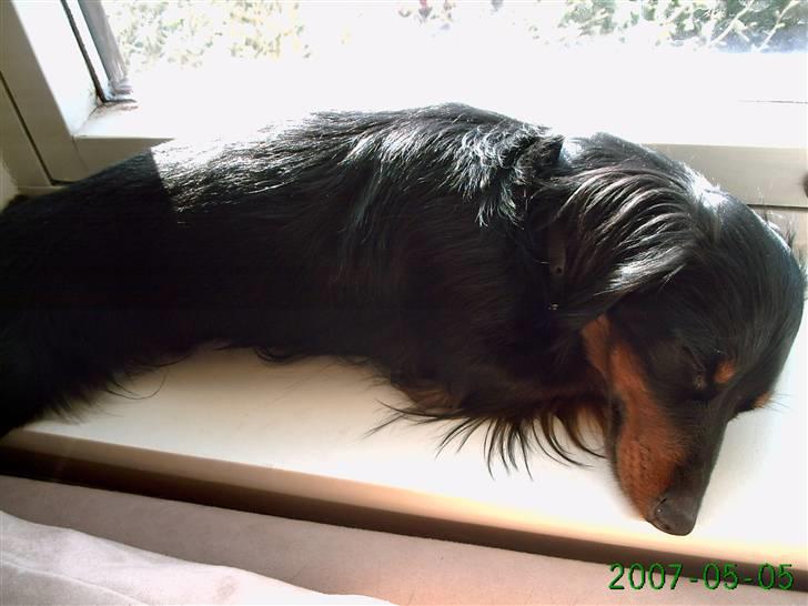 Miniature gravhund Alfred - kaldte du på mig??? billede 4