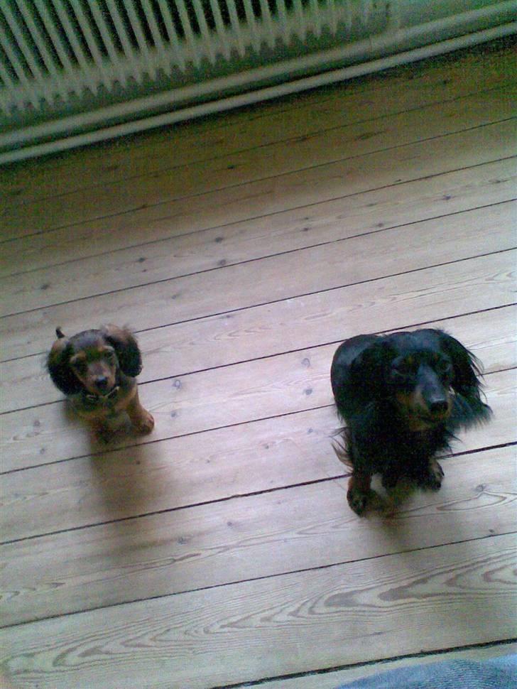 Miniature gravhund Alfred - her er min lille søster molly, vi er de bedste venner i hele verden billede 5