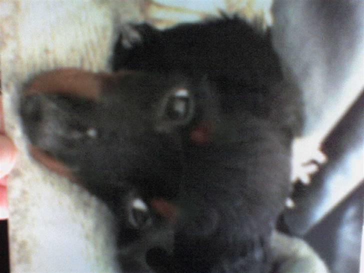 Miniature gravhund Alfred - min første dag hos min mor og far, her er jeg kun 11 uger gammel billede 7