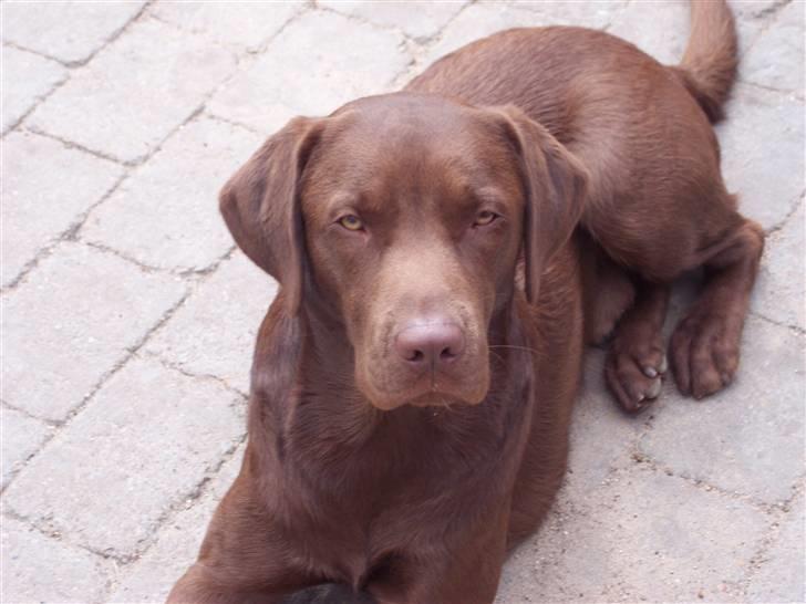 Labrador retriever Kenzo billede 1