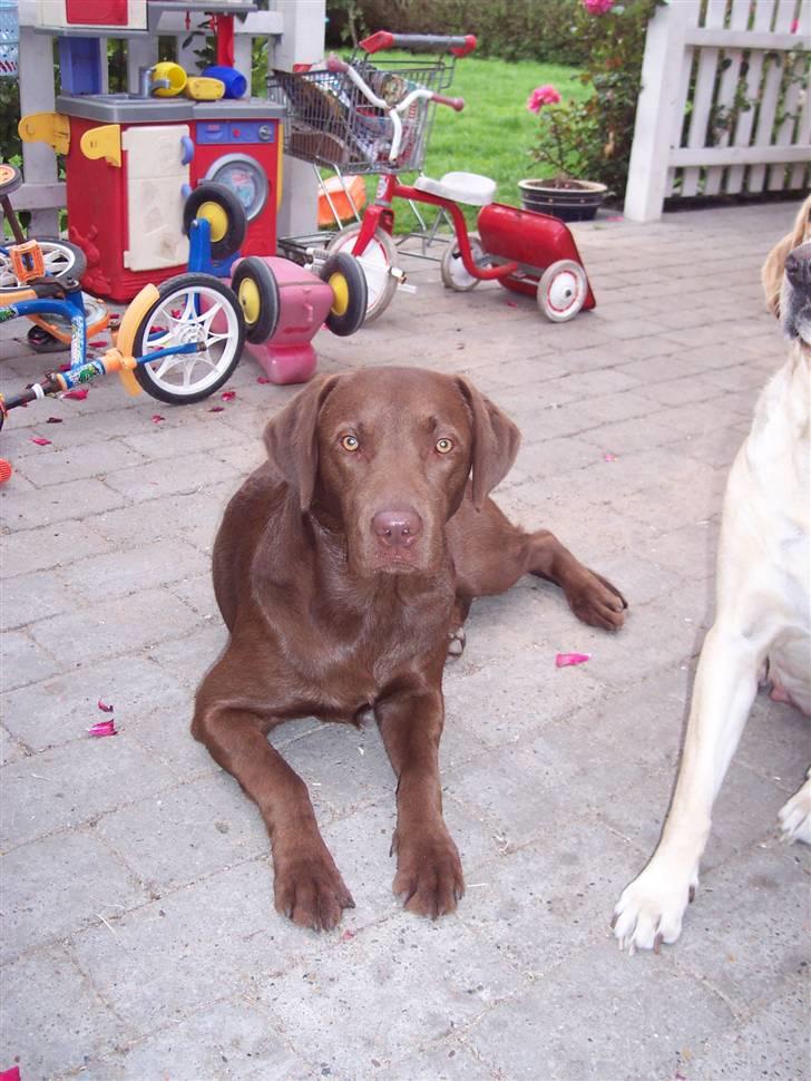 Labrador retriever Kenzo billede 2