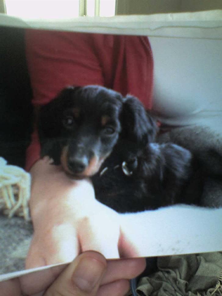 Miniature gravhund Alfred - også fra min første dag hos mor og far billede 8