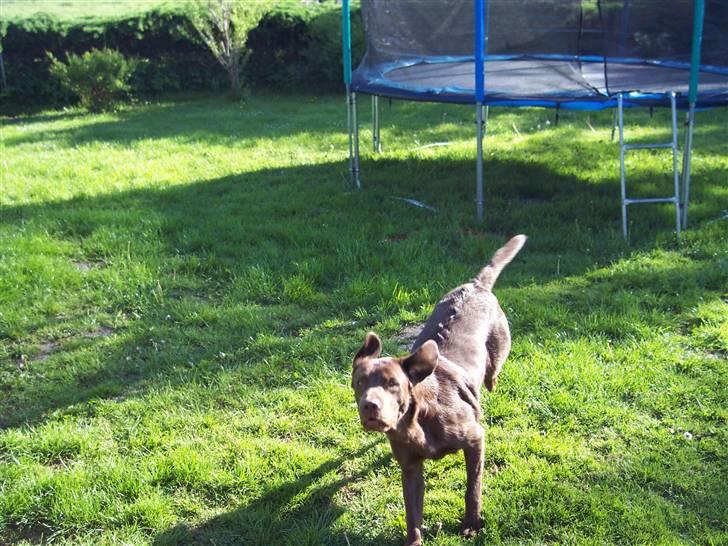 Labrador retriever Kenzo billede 3