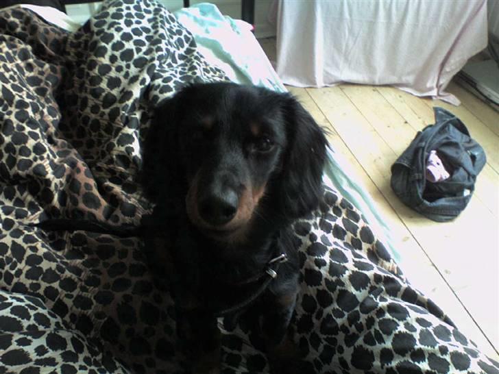 Miniature gravhund Alfred billede 9