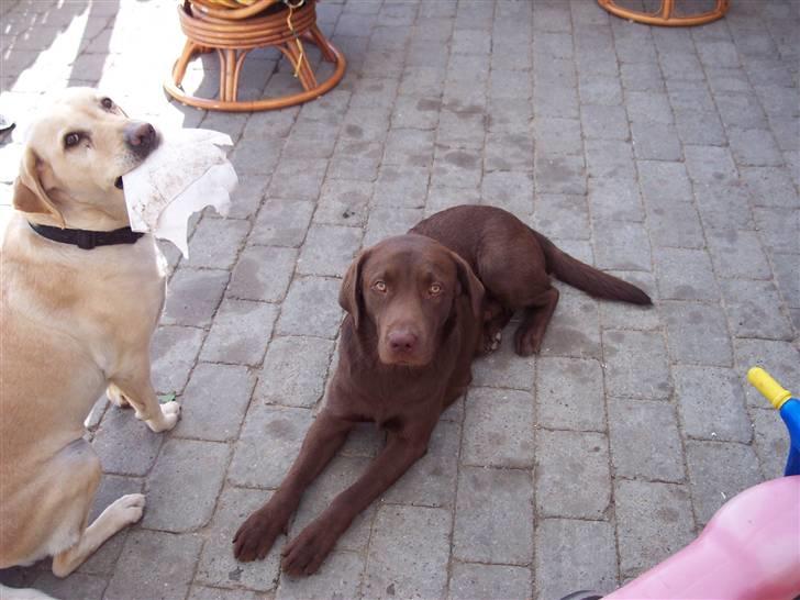 Labrador retriever Kenzo billede 4