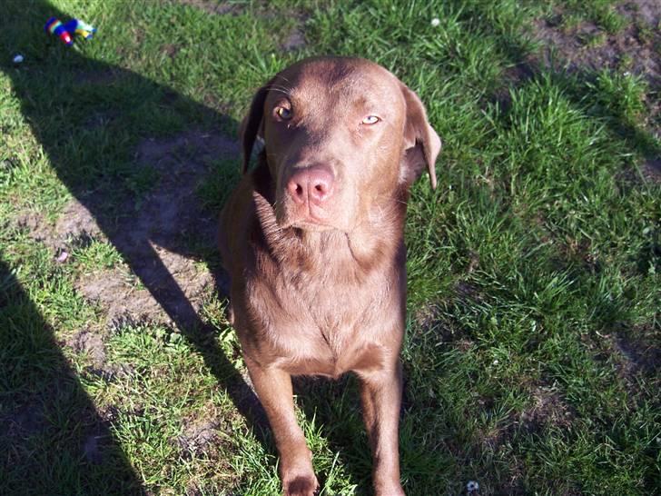 Labrador retriever Kenzo billede 5