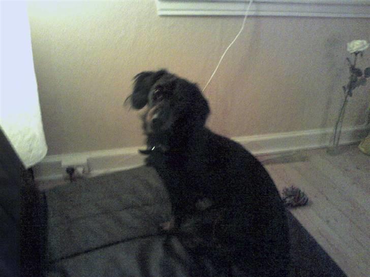 Miniature gravhund Alfred billede 10