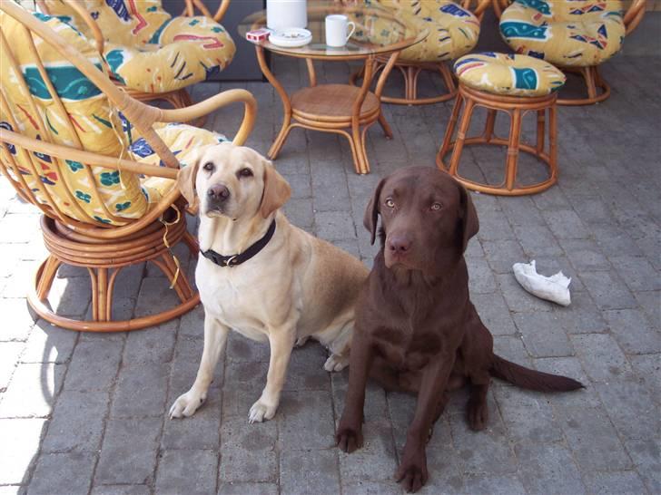 Labrador retriever Kenzo billede 6