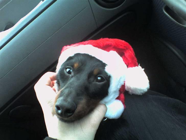 Miniature gravhund Alfred - glædelig jul!!!!!!!!!!!! billede 11