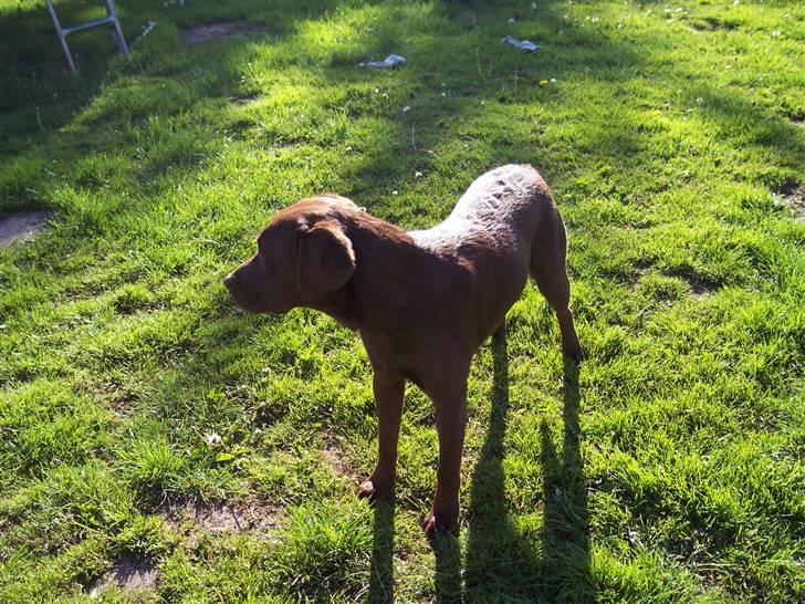 Labrador retriever Kenzo billede 7