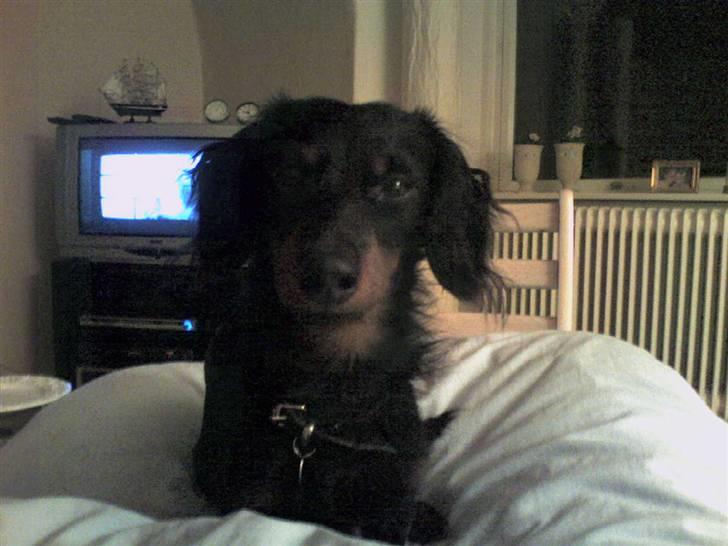 Miniature gravhund Alfred billede 12