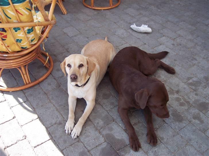 Labrador retriever Kenzo billede 8