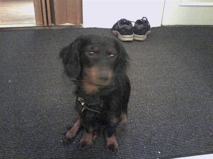 Miniature gravhund Alfred - er jeg ikke bare dejlig billede 13