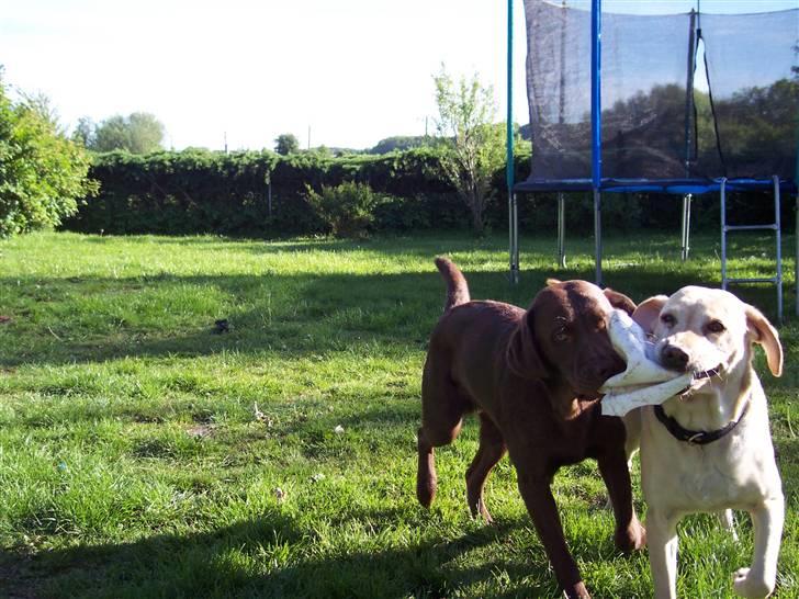 Labrador retriever Kenzo billede 9