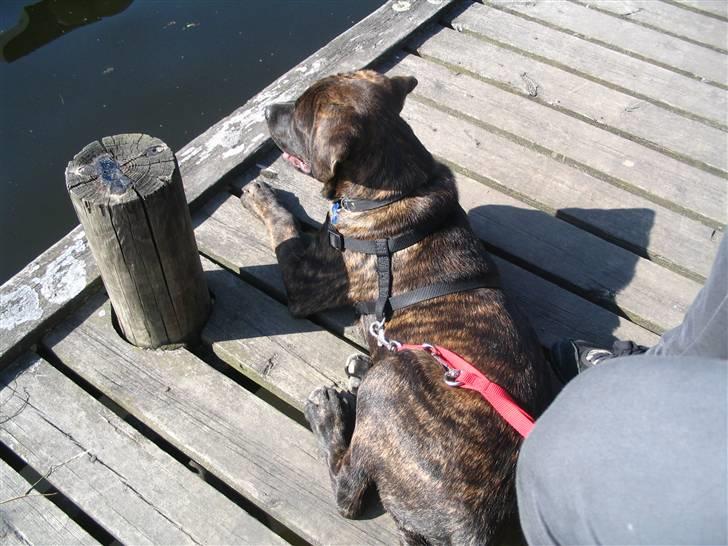 Blanding af racer Izak billede 14