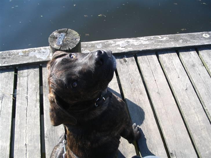 Blanding af racer Izak billede 15