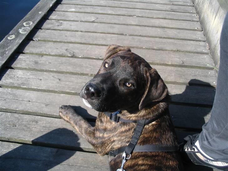 Blanding af racer Izak billede 16