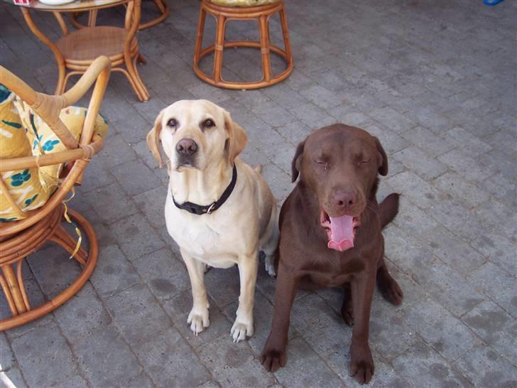 Labrador retriever Kenzo billede 10