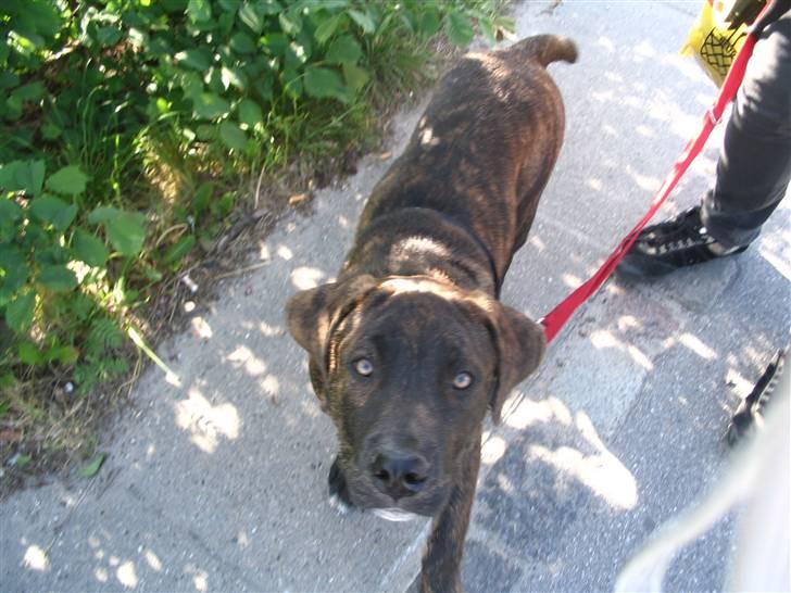 Blanding af racer Izak billede 17