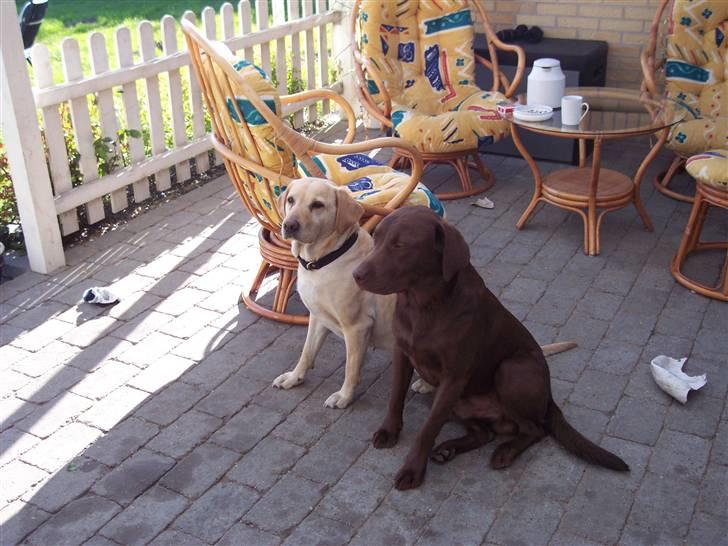 Labrador retriever Kenzo billede 11