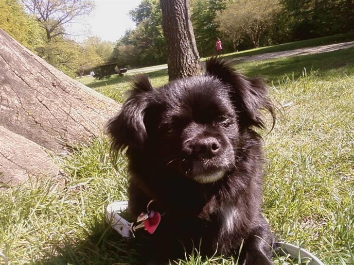 Blanding af racer Mema billede 13