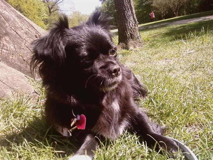 Blanding af racer Mema billede 14