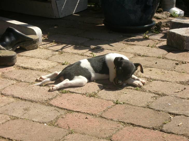 Dansk svensk gaardhund Tego billede 12