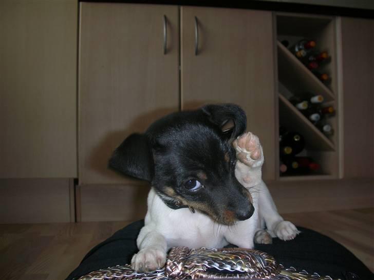 Dansk svensk gaardhund Tego billede 13